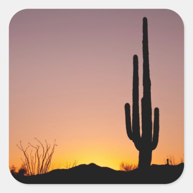 Saguaro Cactus at Sunset Square Sticker (Front)