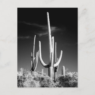 Saguaro Cactus Black and White Photo Arizona Postcard
