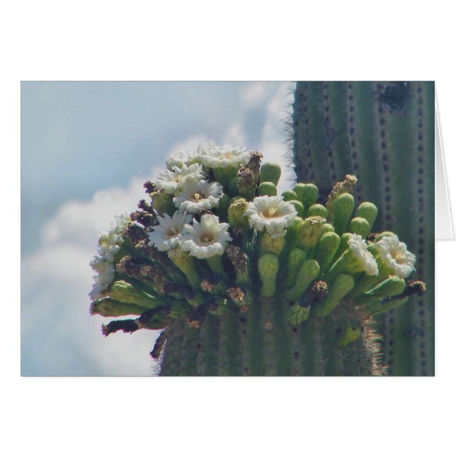 saguaro cactus blooms card (Front Horizontal)