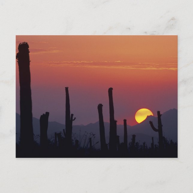 Saguaro Cactus Carnegiea gigantea), Sunset, Postcard (Front)