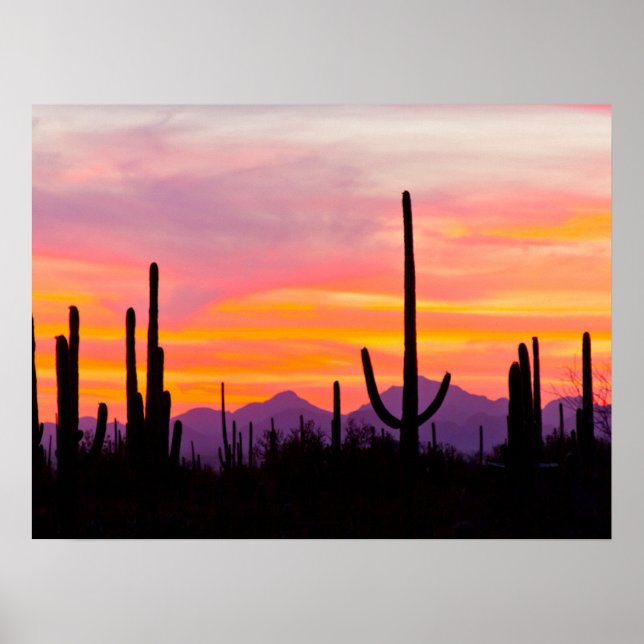 Saguaro Cactus Forest at Sunset Poster (Front)