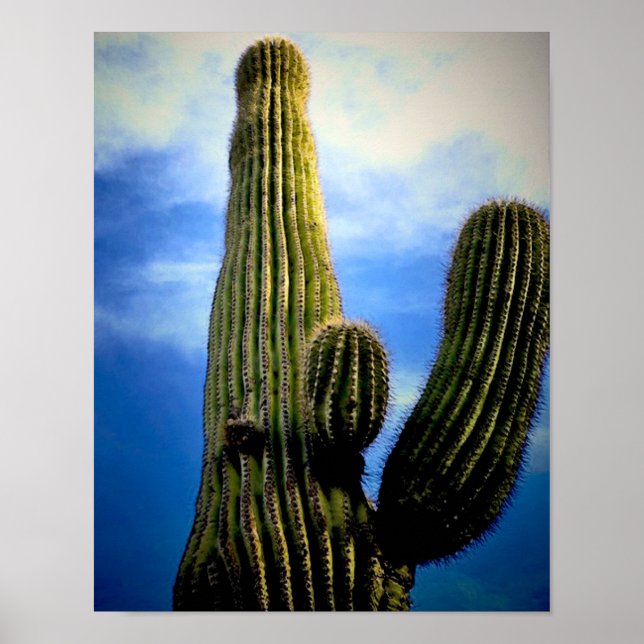 Saguaro Cactus High  Postcard Poster (Front)