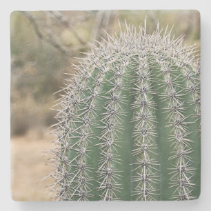 Saguaro Cactus in Arizona, square stone coaster