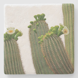 Saguaro Cactus in Arizona, square stone coaster