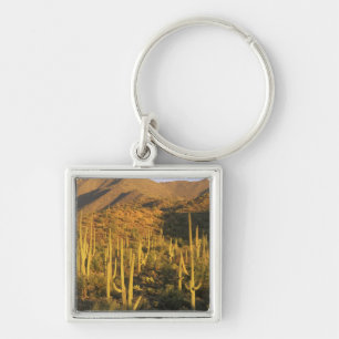Saguaro cactus in Saguaro National Park near Key Ring