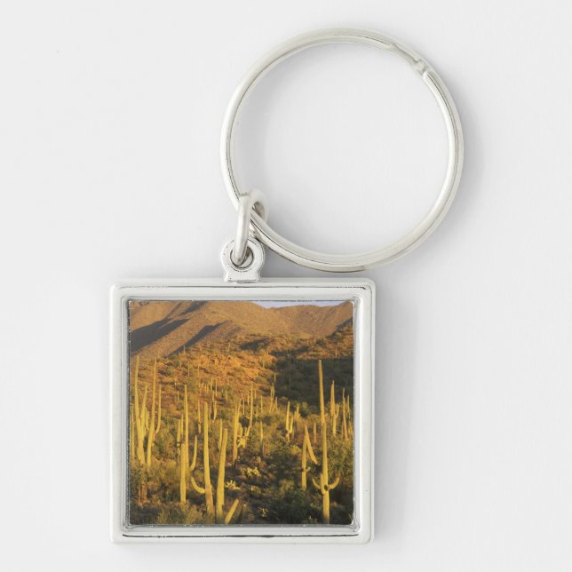 Saguaro cactus in Saguaro National Park near Key Ring (Front)