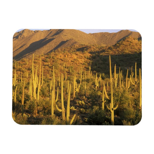 Saguaro cactus in Saguaro National Park near Magnet (Horizontal)
