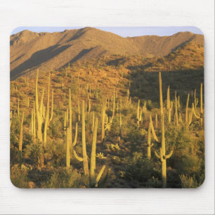 Saguaro cactus in Saguaro National Park near Mouse Mat