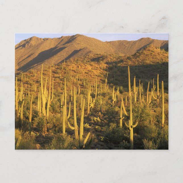Saguaro cactus in Saguaro National Park near Postcard (Front)