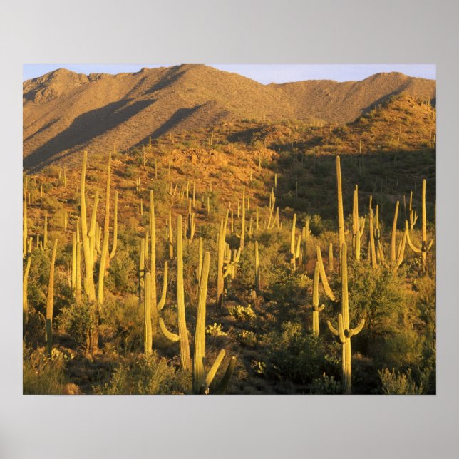 Saguaro cactus in Saguaro National Park near Poster (Front)