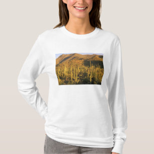 Saguaro cactus in Saguaro National Park near T-Shirt