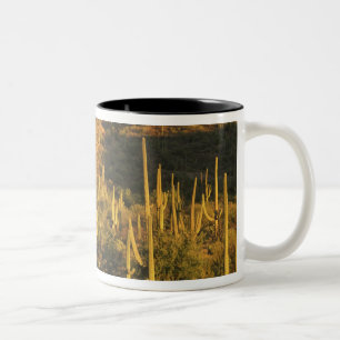 Saguaro cactus in Saguaro National Park near Two-Tone Coffee Mug