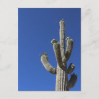 Saguaro Cactus No 4