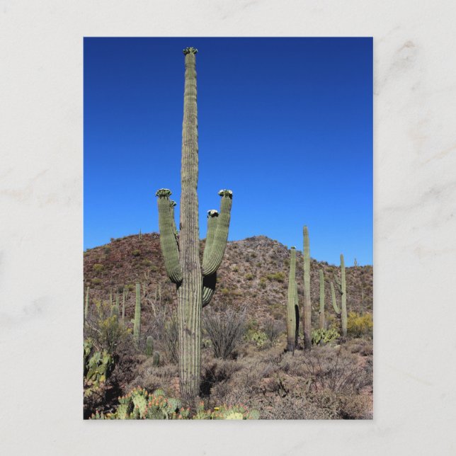 Saguaro Cactus No 9 Postcard (Front)
