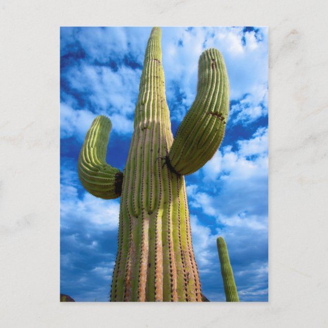 Saguaro cactus portrait, Arizona Postcard (Front)