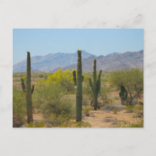 Saguaro Cactus Postcard