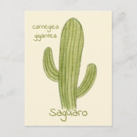 Saguaro Cactus postcard.
