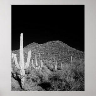 Saguaro Cactus Poster