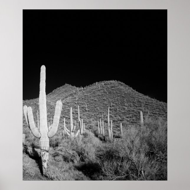Saguaro Cactus Poster (Front)
