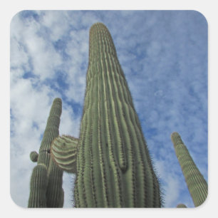 Saguaro Cactus Reaching into Blue Sky Southwest Square Sticker