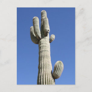 Saguaro Cactus, Scottsdale, Arizona Postcard