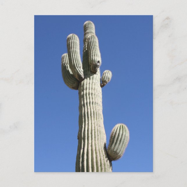 Saguaro Cactus, Scottsdale, Arizona Postcard (Front)