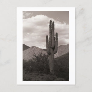 Saguaro Cactus Sonoran Desert B&W Photo Postcards