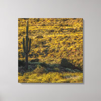 Saguaro Cactus Sonoran Desert In Springtime 24x24