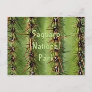 Saguaro Cactus Spines Close-up, Saguaro Ntl. Park Postcard