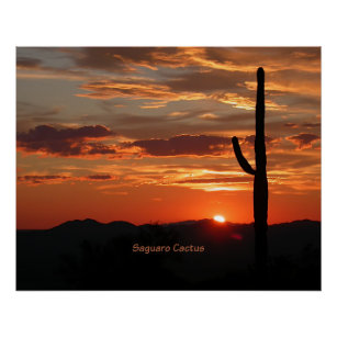 Saguaro Cactus, Sunset, Poster