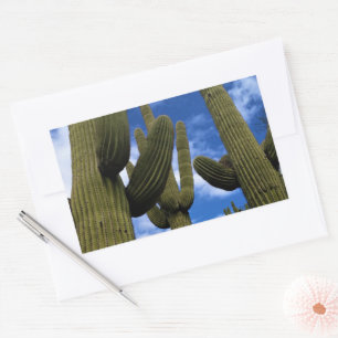 Saguaro Cactus Trio / Blue Sky & Clouds / Arizona Rectangular Sticker