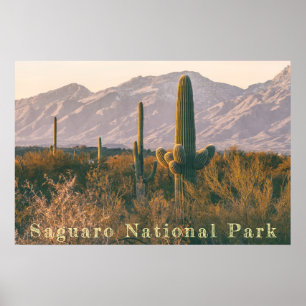 Saguaro Landscape Poster
