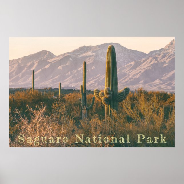 Saguaro Landscape Poster (Front)