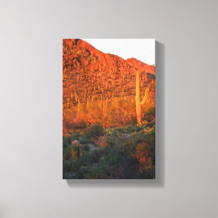 Saguaro National park Canvas Print