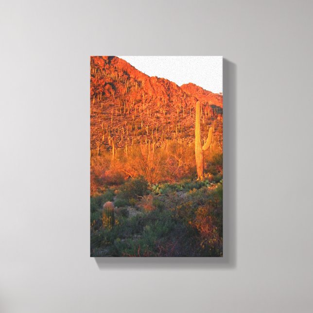 Saguaro National park Canvas Print (Front)