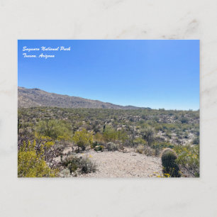 Saguaro National Park Postcard