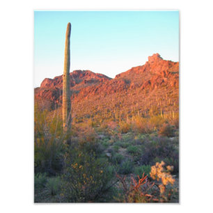 Saguaro National park sunset Photo Print