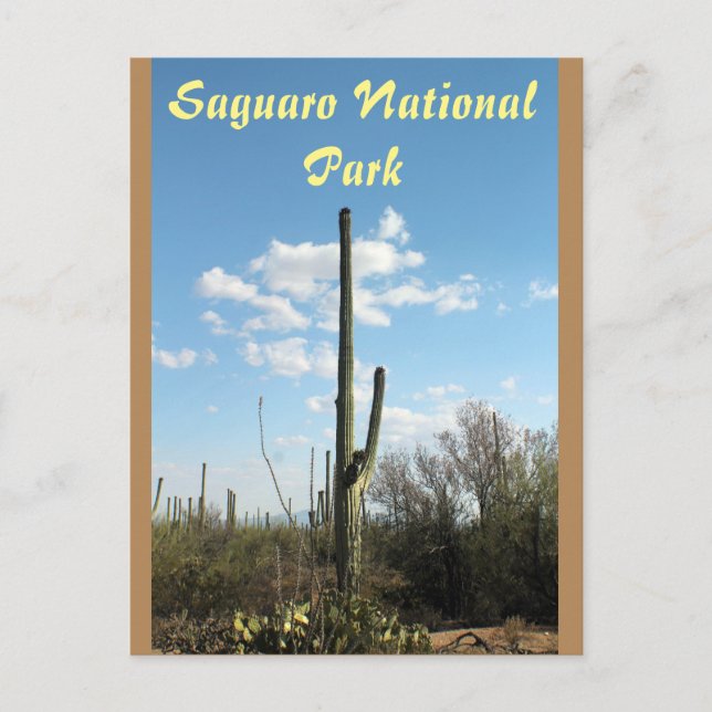 Saguaro National Park, Tuscon Arizona Postcard (Front)