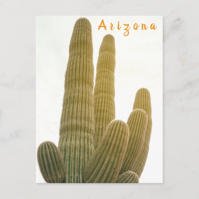 Saguaro Postcard (Front)