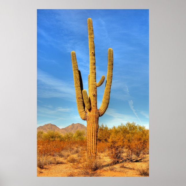 Saguaro Poster (Front)