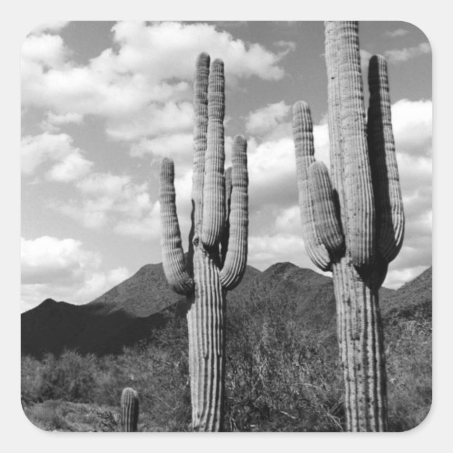 Saguaro Sentinels Desert Custom Sticker Decals (Front)