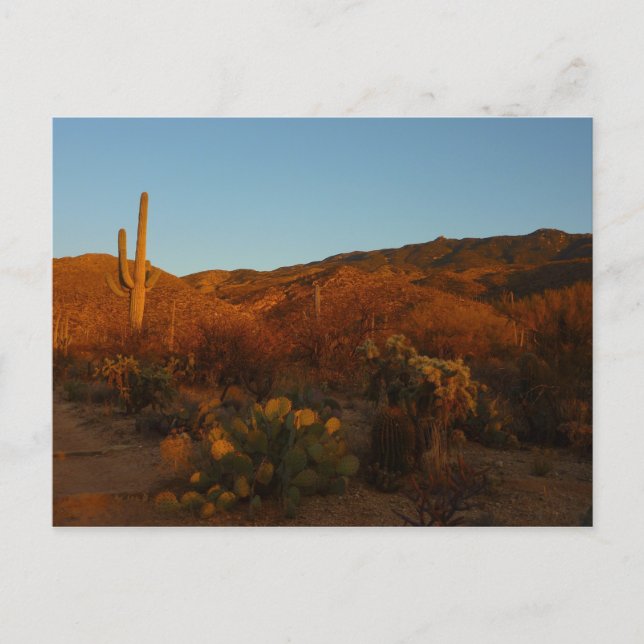 Saguaro Sunset I Arizona Desert Landscape Postcard (Front)