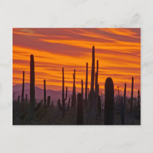 Saguaro, sunset, Saguaro National Park Postcard