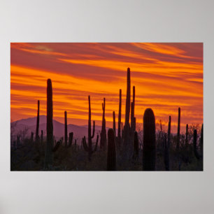 Saguaro, sunset, Saguaro National Park Poster