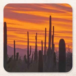 Saguaro, sunset, Saguaro National Park Square Paper Coaster