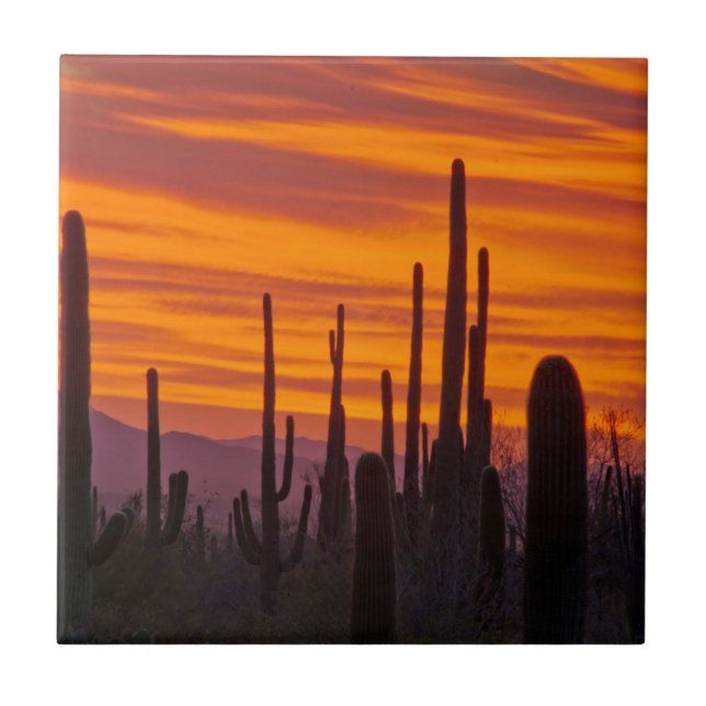 Saguaro, sunset, Saguaro National Park Tile (Front)