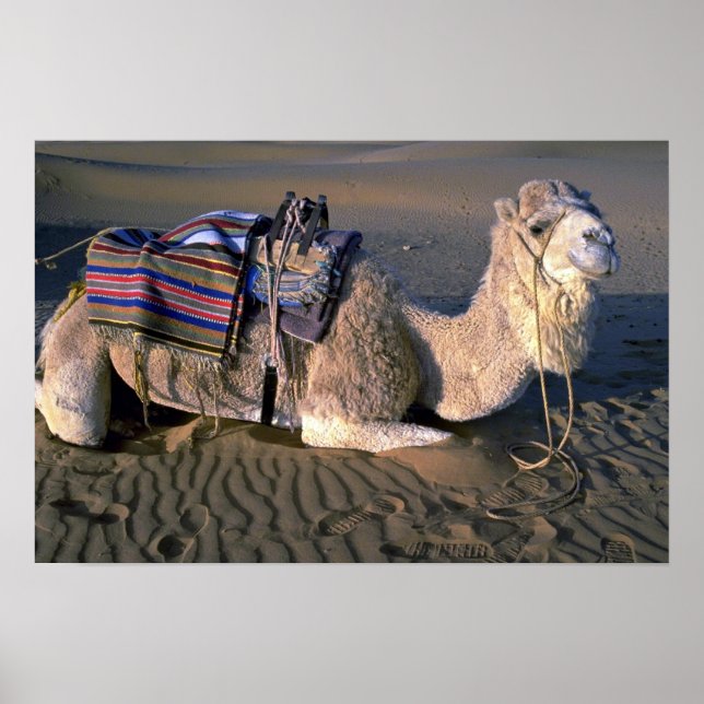 Sahara Desert near Merzouga, Morocco Poster (Front)