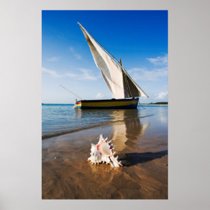 Sail Boat And Shell   Mozambique, Benguerra Lodge Poster