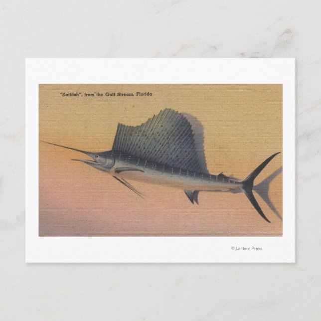 Sailfish from Gulf Stream, FloridaFlorida Postcard (Front)