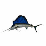 Sailfish Photo Sculpture Magnet<br><div class="desc">Mounted Sailfish caught at St. Augustine,  Florida.</div>